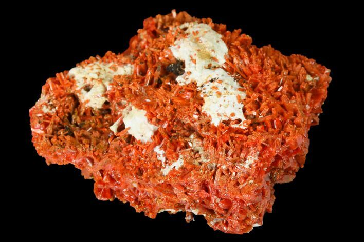 Bright Orange Crocoite Crystal Cluster - Tasmania #171706